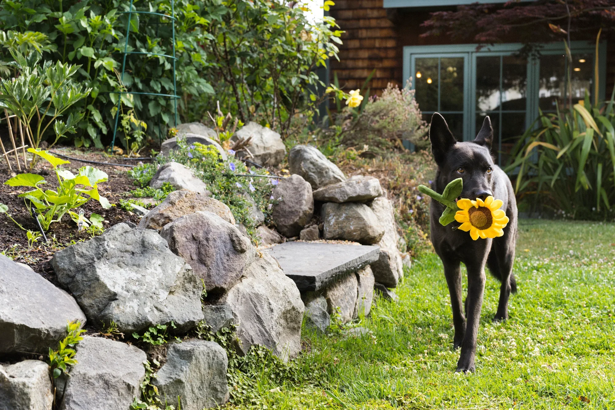 P.L.A.Y. | Blooming Buddies - Sassy Sunflower - Image 5